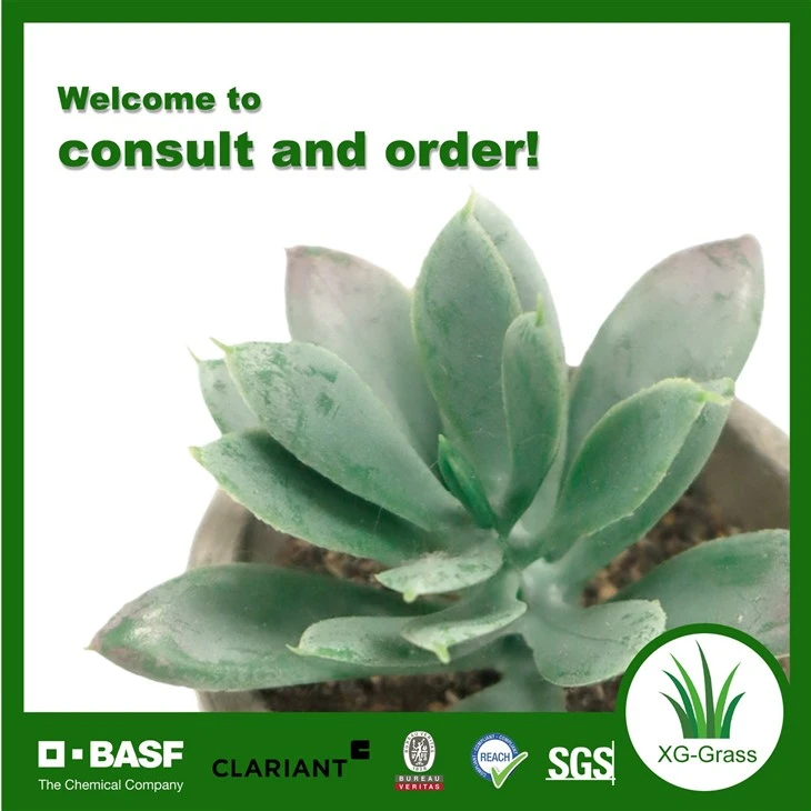 Xingu Vibrant Mini Succulent Plants For Effortless Indoor Gardening price